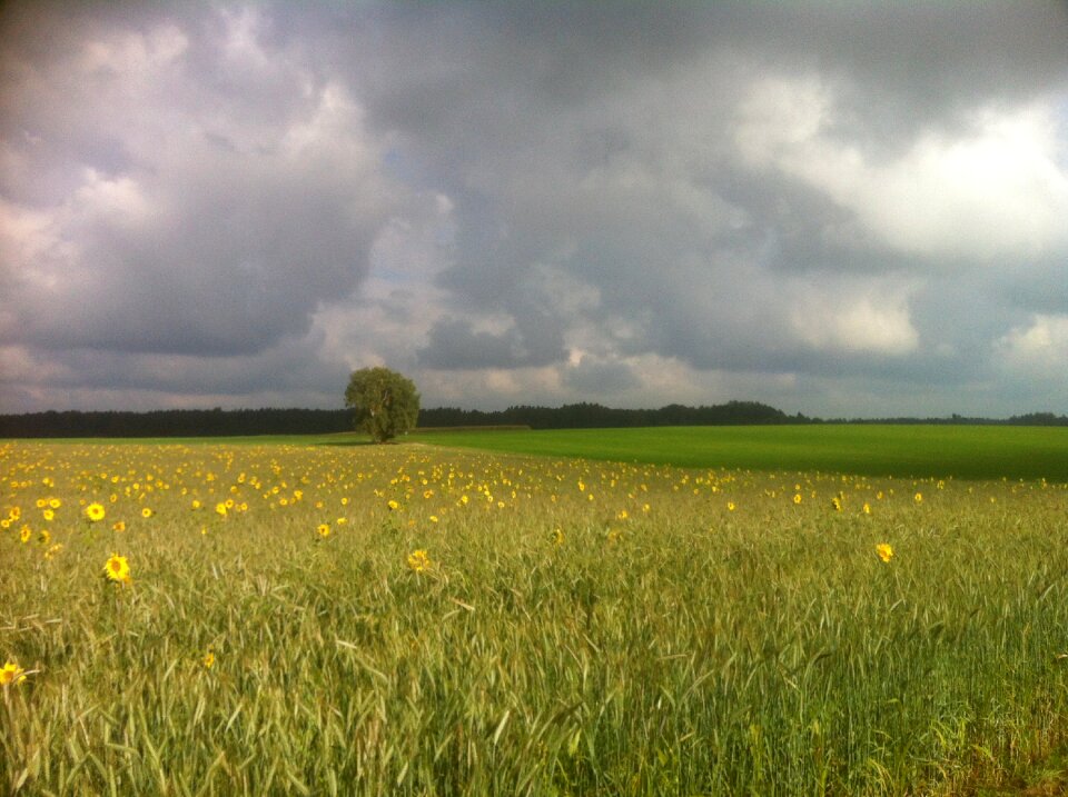 Sunflower field nature flowers