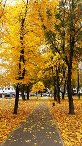 Autumn nature golden autumn fall colors