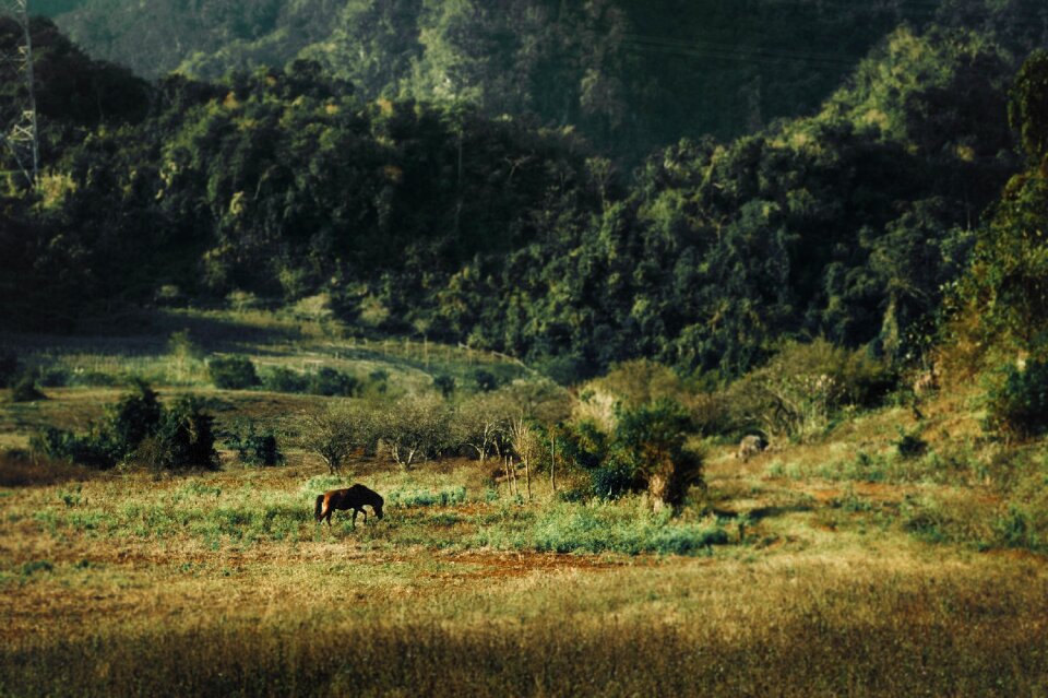 Mountain country