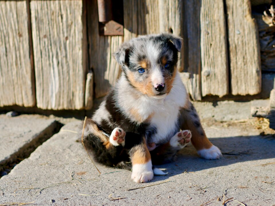 Dog west german blue eye