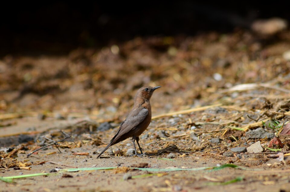 Feather wildlife