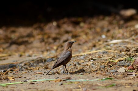 Feather wildlife photo