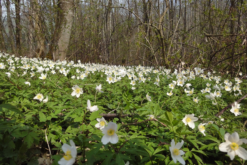 Flower anemone petals