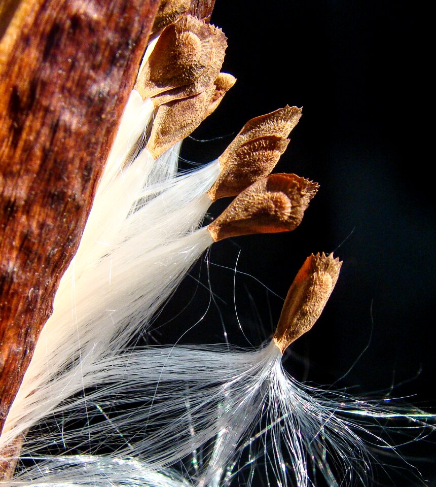 Departure start seeds