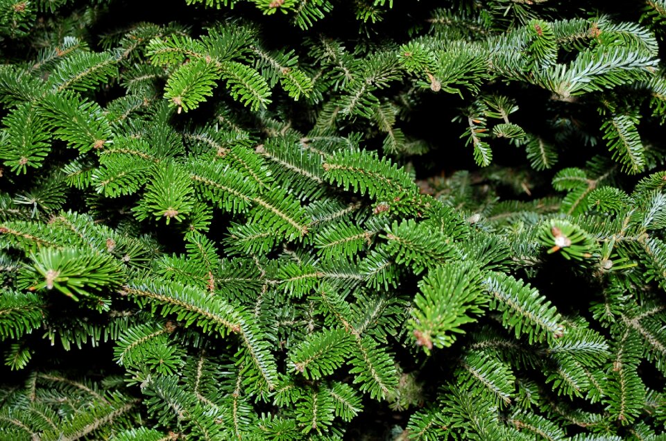 Spruce pine pattern