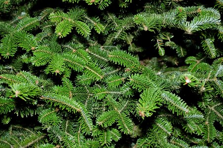 Spruce pine pattern