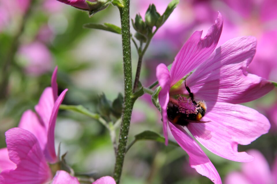 Pink petals garden