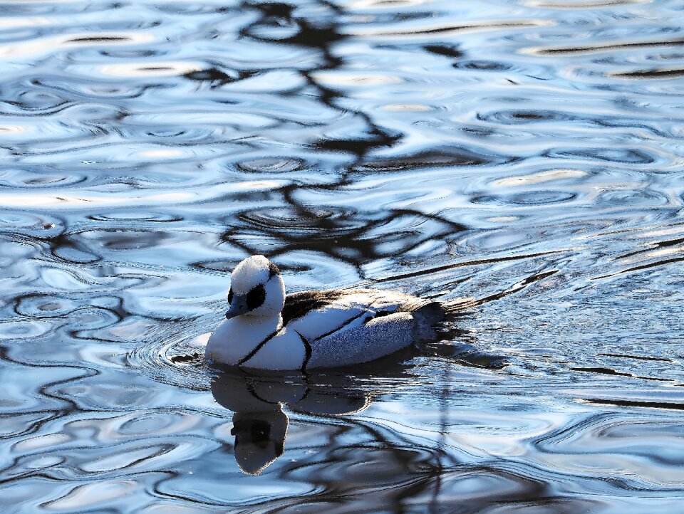 Wild duck animals feathers