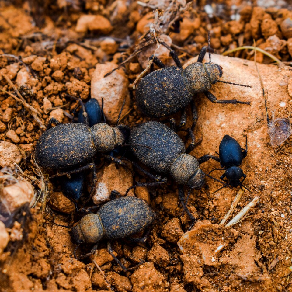 Bug wildlife animal