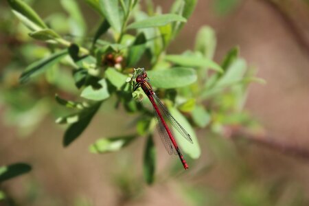 Wing dragonfly nature