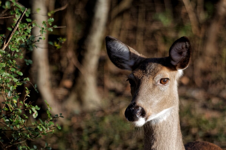 Animal doe white-tail