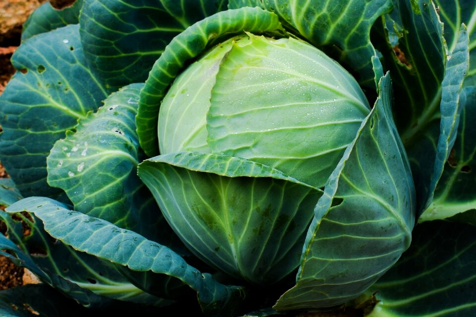 Food healthy fresh