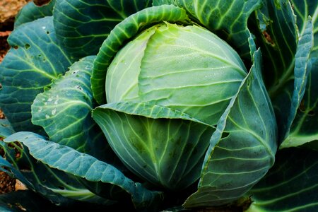 Food healthy fresh