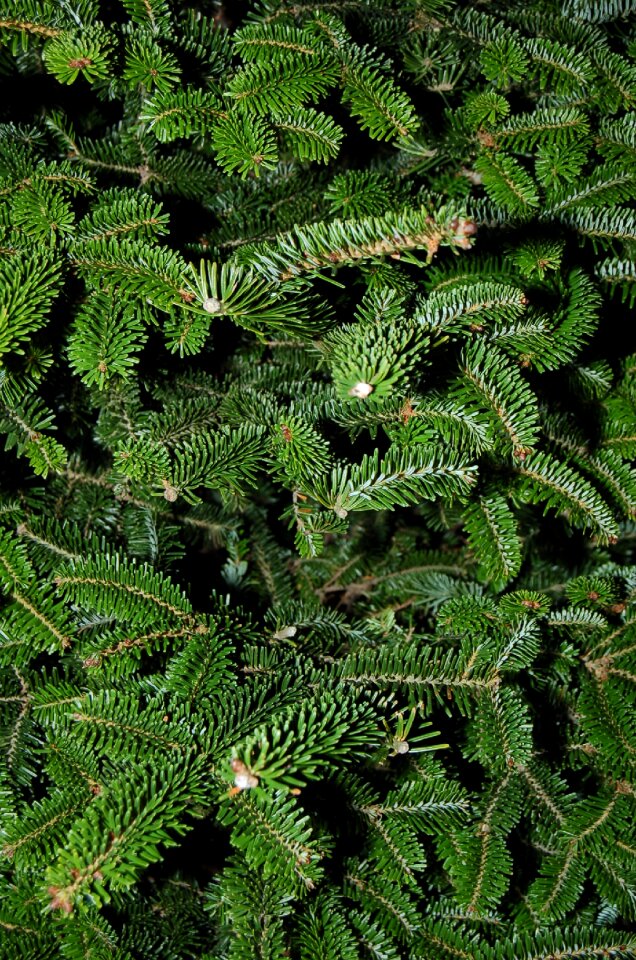 Spruce pine pattern