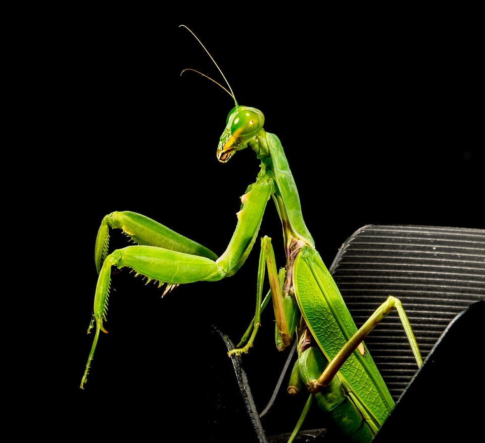 Fishing locust green close up