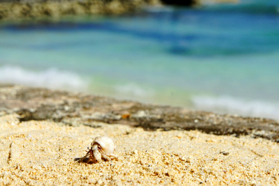 Crab sea animals hermit crab