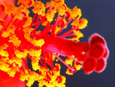 Hibiscus pistil macro