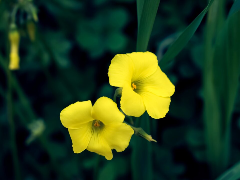 Field meadow bloom
