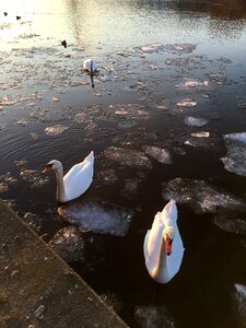 Ice floes abendstimmung winter