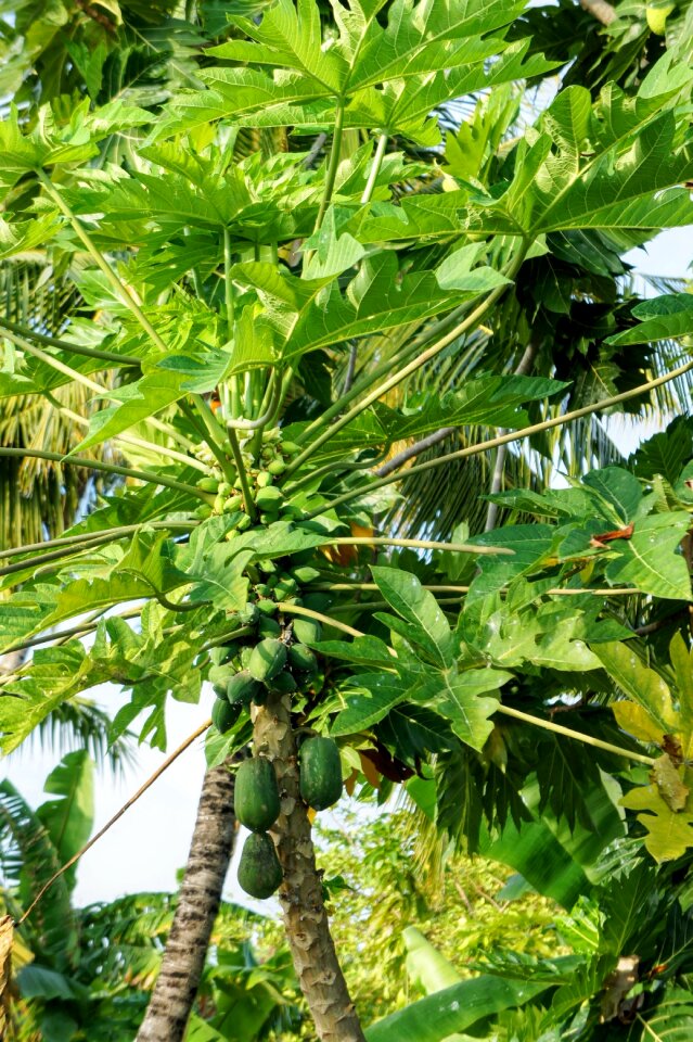Fruits unripe papaya exotic