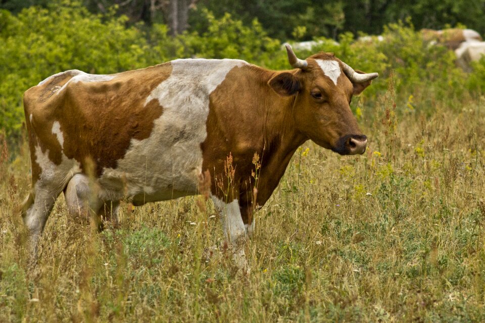 Grass hay animal