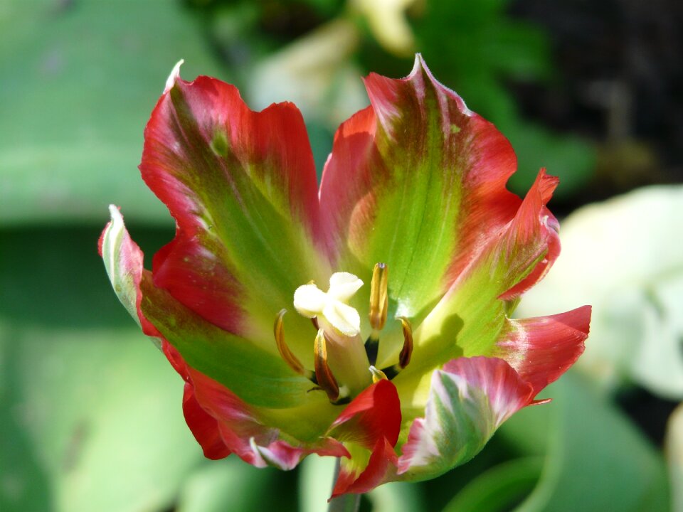 Flamed bright close up