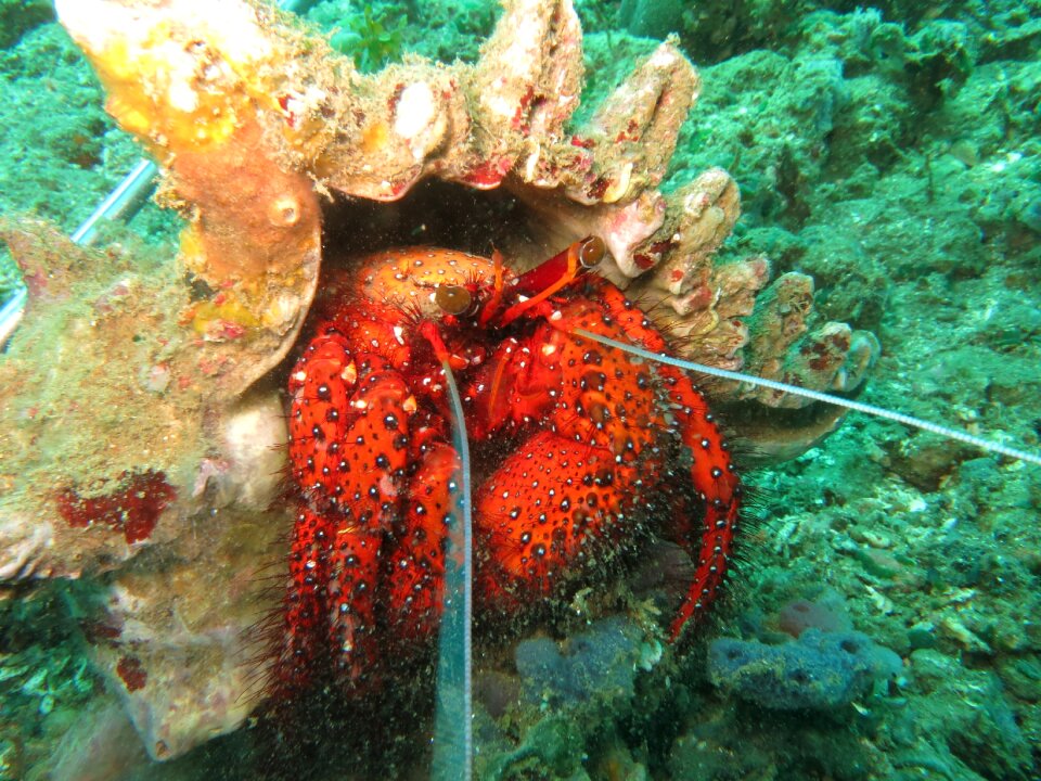 Animal nature marine