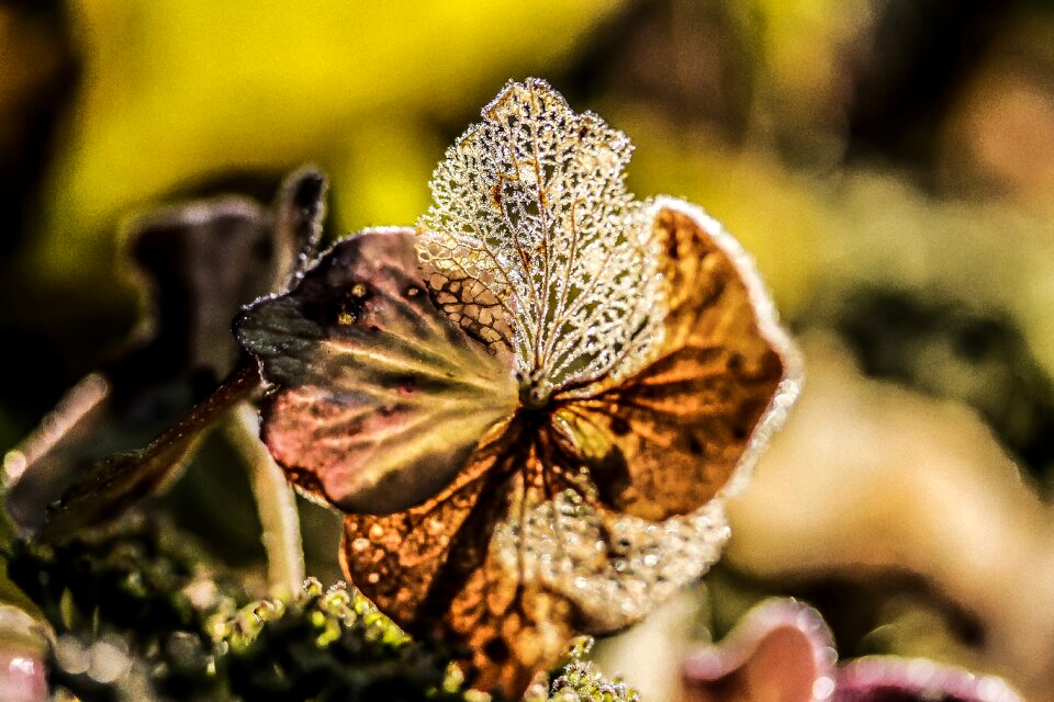 Passing away macro plant