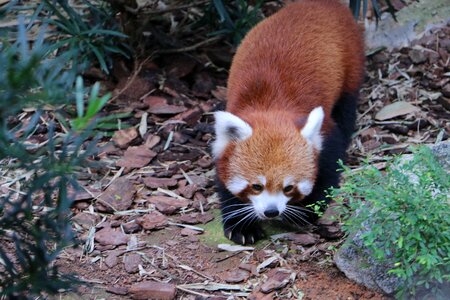 Animal fox