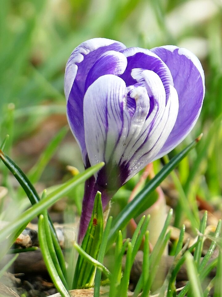 Violet blossom bloom