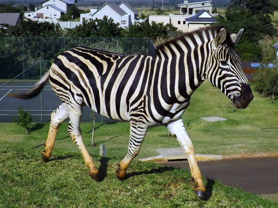 South africa wildlife