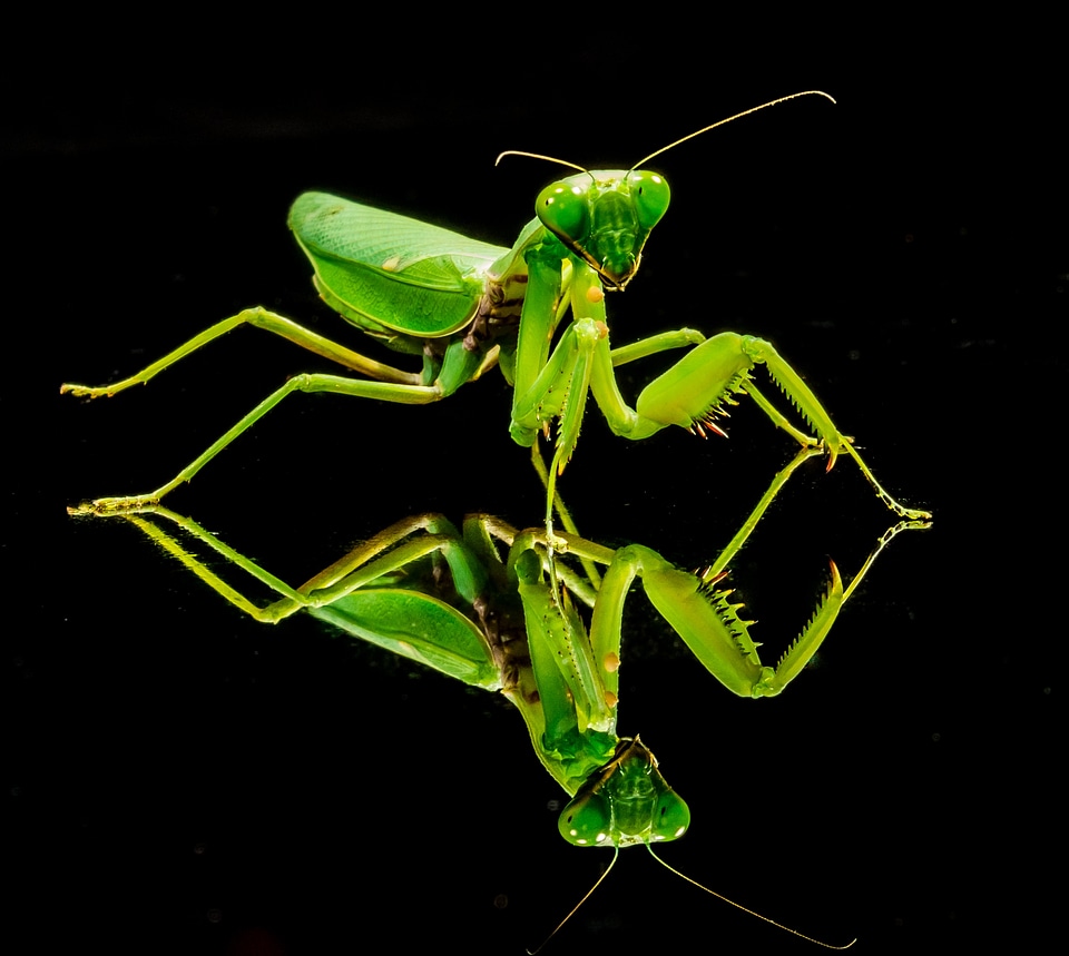 Fishing locust green close up
