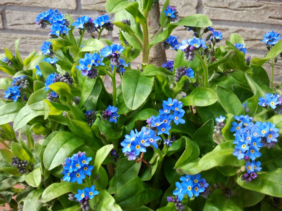 Plant spring bloom