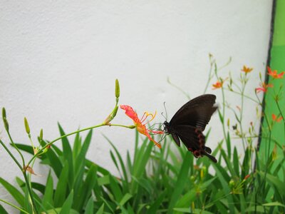 Butterfly adopt honey flower photo