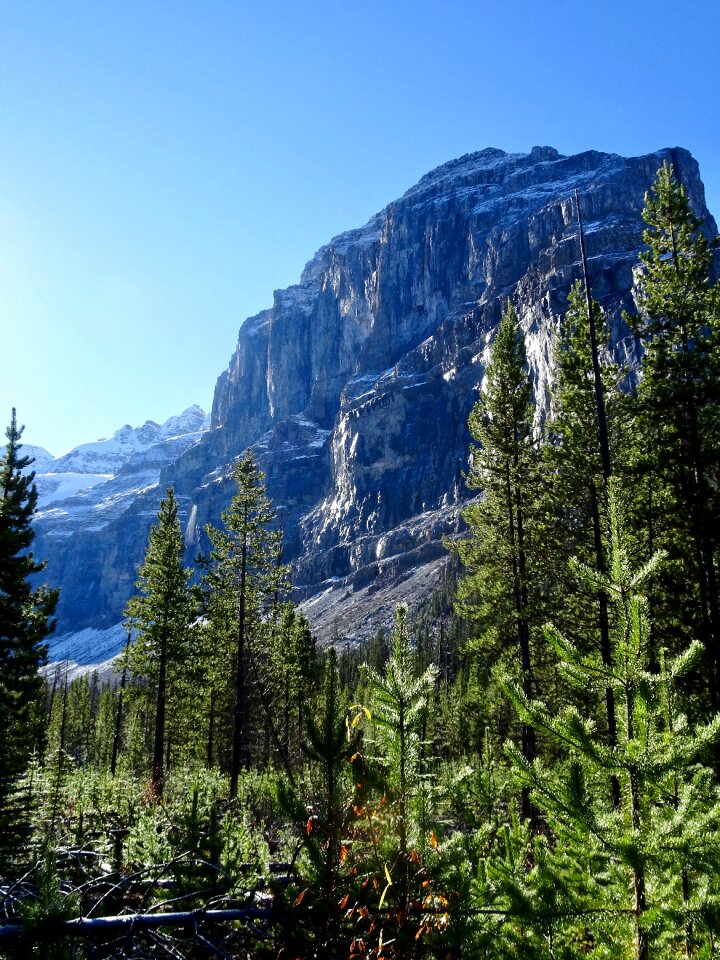 Outdoor landscape forest
