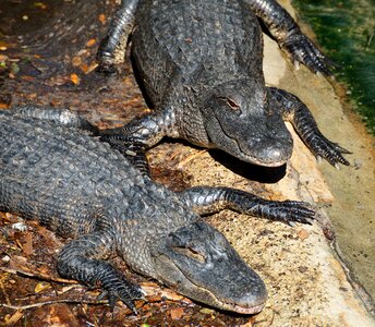 Crocodile green predator photo