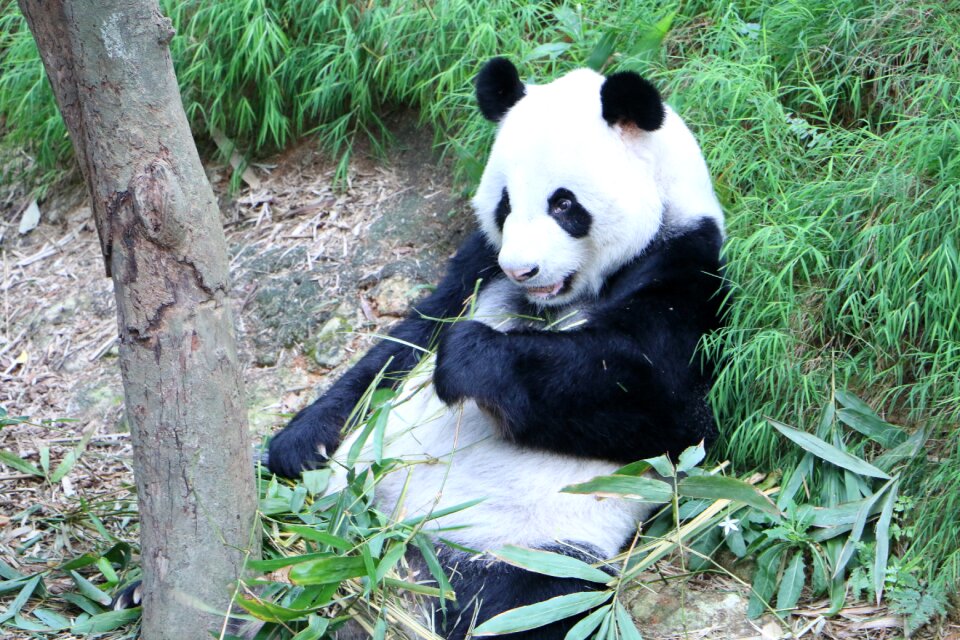 Chinese bamboo