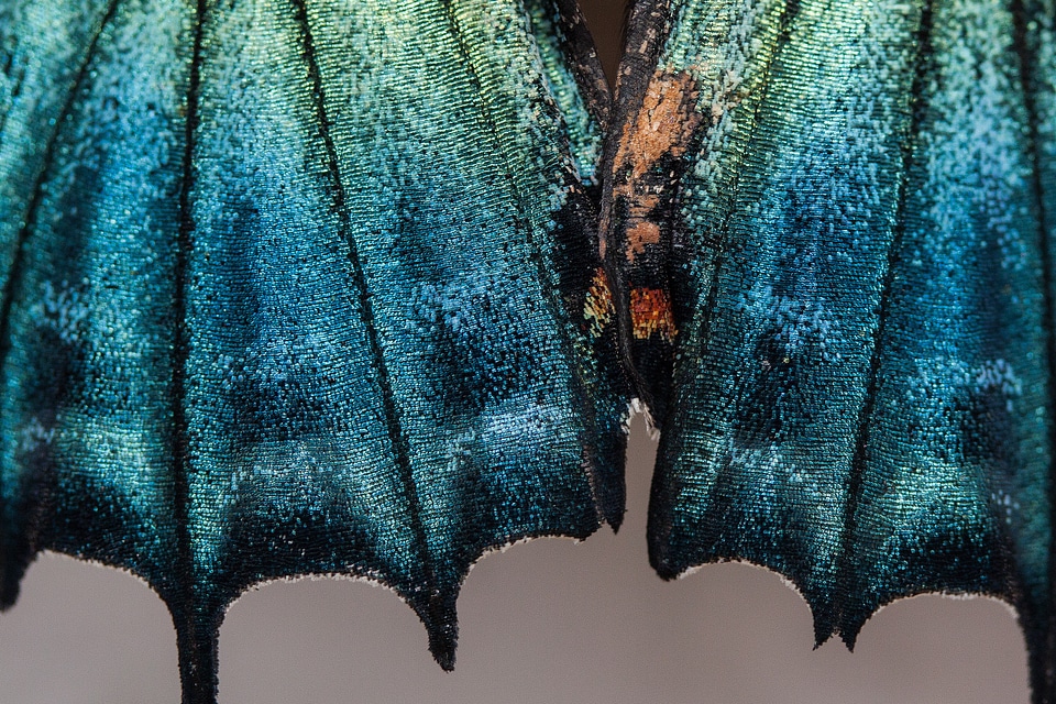 Tropical scale wing scales