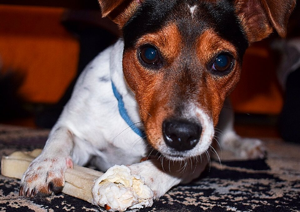 Dog jack russel terrier game