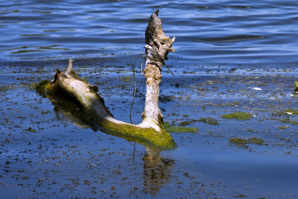 Water snagit branch