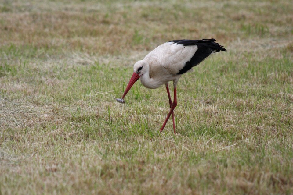 Storks adebar bill