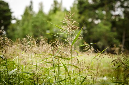 Reed wetland grass