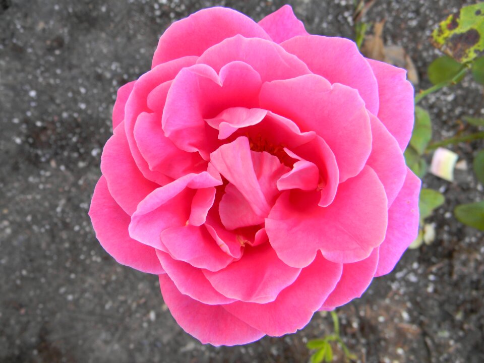 Roses garden nature