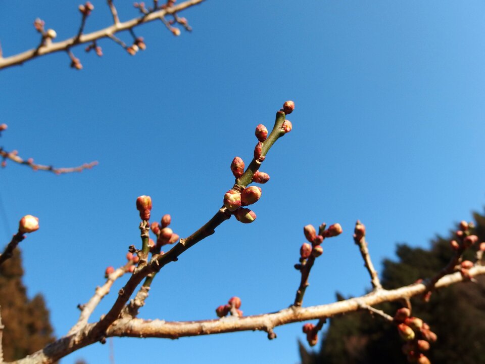 Bud blue branch