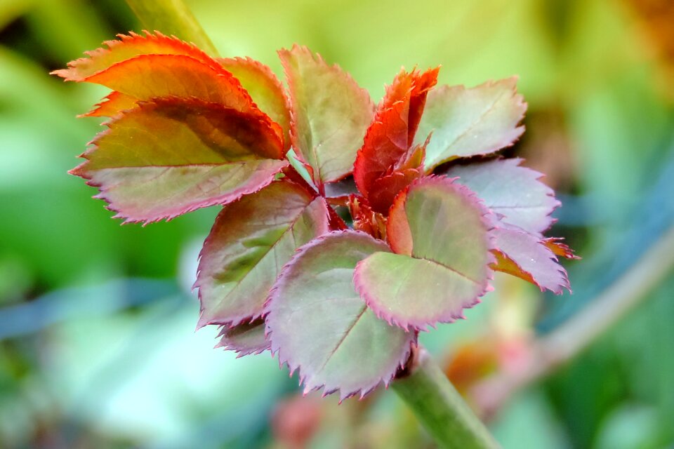 Leaf sprouting rose petals nature
