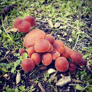 Nature mushrooms green