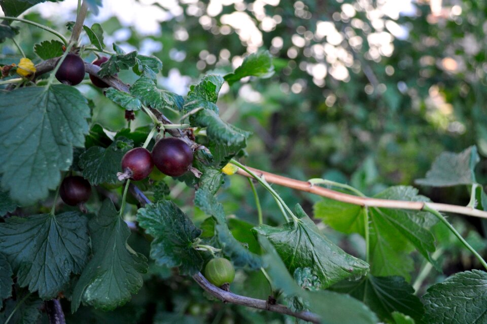 Berry summer plant