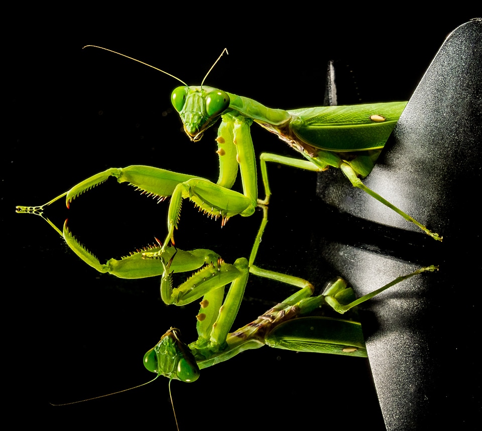 Fishing locust green close up