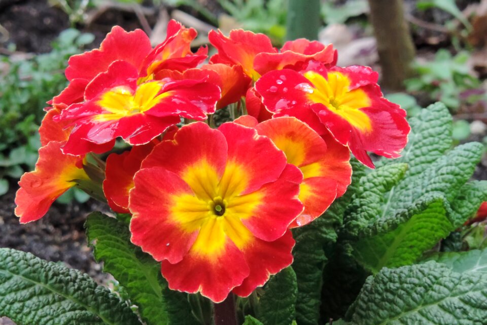 Primrose red cowslip