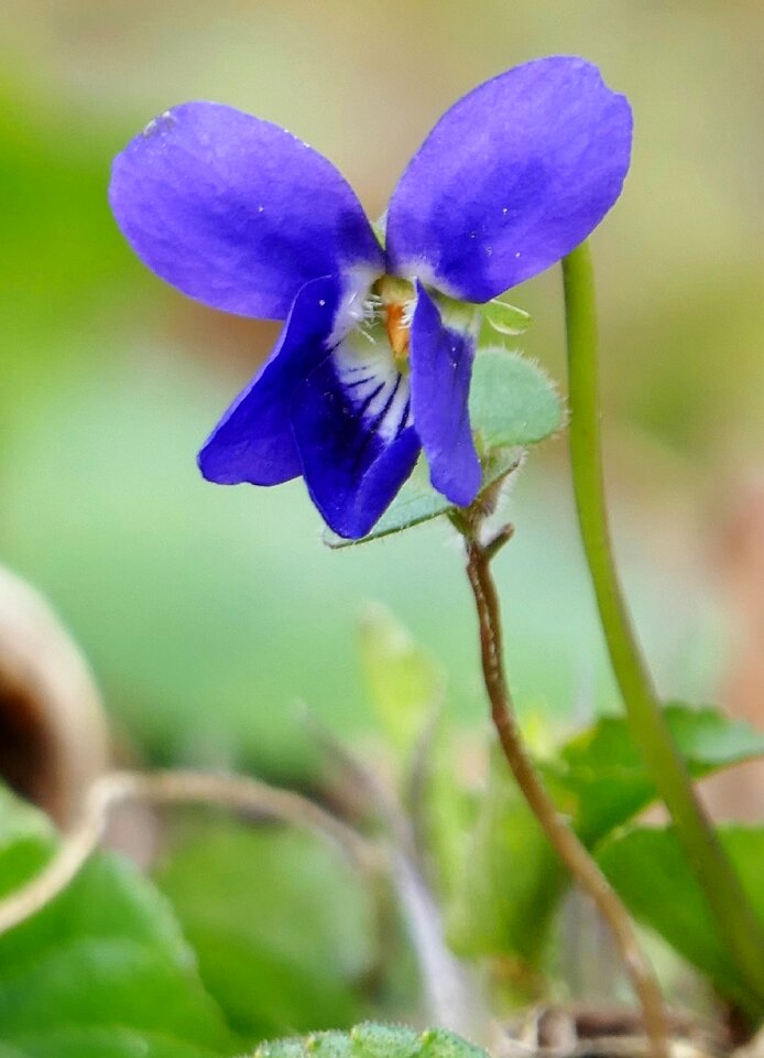 Blue blossom bloom photo